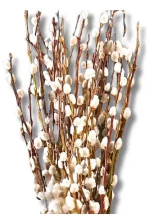 D_NQ_NP_641353-MLB81086995183_122024-O