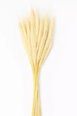 trigo_alvejado-690b6df87abeb_mini